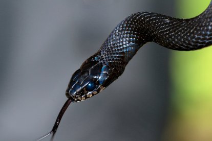 Imagen de archivo de una serpiente.
