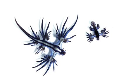 Dragón azul.