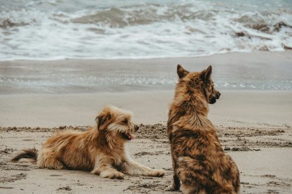 Dos perros en la playa.