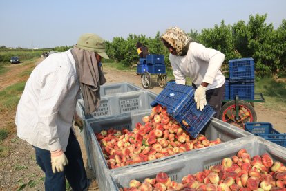 Dos temporers treballant a la campanya de la fruita de pinyol a una finca de Soses