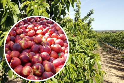 La nectarina que obre un meló, així és l'operació 'Mochilo': Un pagès detingut a Lleida per cultivar una varietat protegida