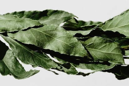 Hojas de laurel.