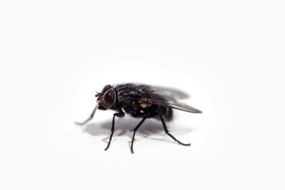 Una mosca.