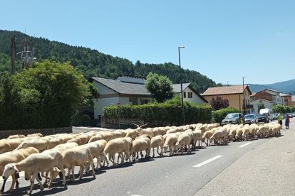 El ramat d’ovelles, ahir al seu pas per Vilaller. - TXELL CENTENO