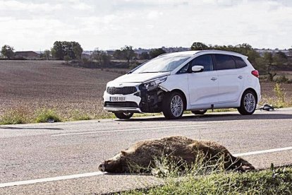 Los accidentes de tráfico con animales implicados, como este con un jabalí, ya suponen el 57% de los siniestros en las carreteras de Lleida.
