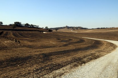 Camps de cereal cremats pel foc de Torrefeta i Florejacs.