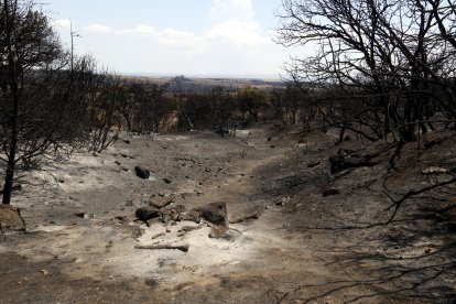 Zona forestal quemada por el incendio de Torrefeta en el municipio de Oliola, en la Noguera.