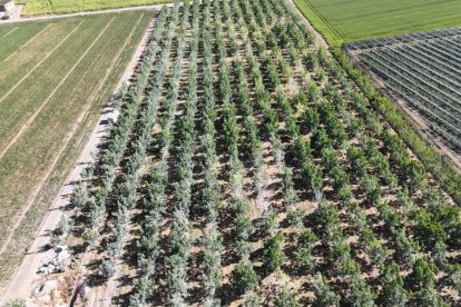 La finca de nogueres on s’ubicarà el cementiri.; Array