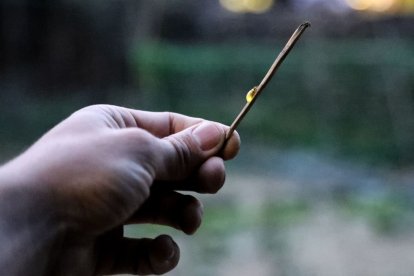Una cuca de llum reposa en un pal que sosté una persona. - EDGAR ALDANA