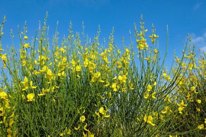 Nom de planta, solament? - FIRMA