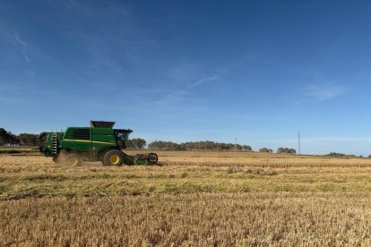 Imagen de una cosechadora trabajando en una finca de cereal en Gimenells.