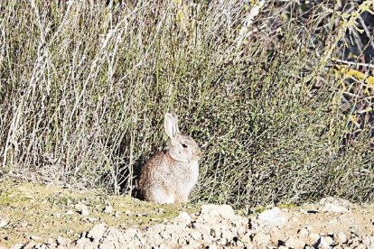 Imagen de archivo de un conejo en una zona de linde de un campo de cultivo.; Array