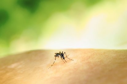 Un mosquit.