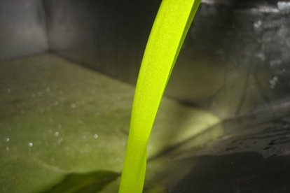 El 80% de l’oli produït a la campanya ja està comercialitzat. - COOPERATIVES AGROALIMENTÀRIES ANDALUSIA