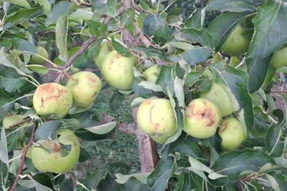 Manzanas dañadas por la piedra que acompañó el sábado al aguacero que cayó en el Urgell. - JARC