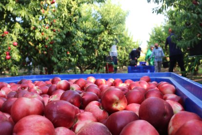 Un palot de nectarines amb temporers al fons treballant.