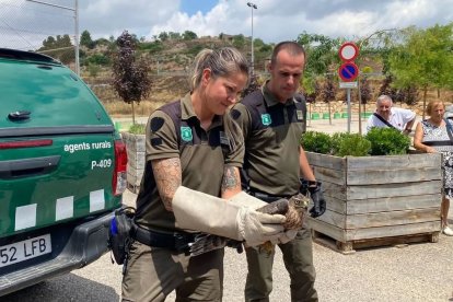 La jornada va comptar amb la col·laboració d’Agents Rurals. - A. VINAIXA