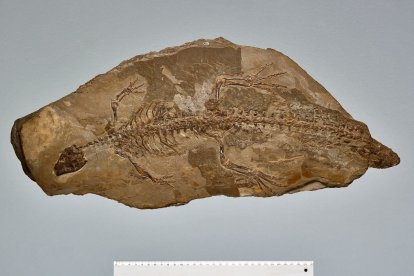 Fòssil de cocodril Montsecosuchus depereti.