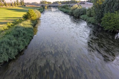 Vista de los macrófitos en el río Segre a la altura de la pasarela de Maristes. - J. TEIXIDÓ