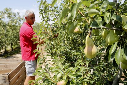 Peres als arbres i el responsable de Sectors Vegetals d'UP, Jaume Gardeñes, collint-les.