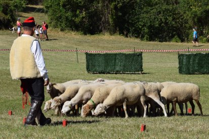 Concurs de Gossos d'Atura de Llavorsí.