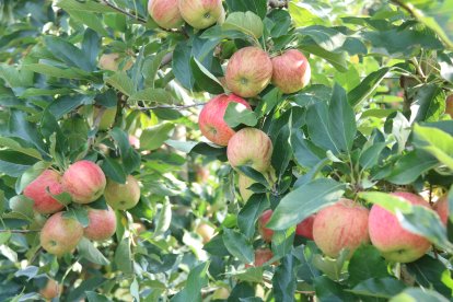 Manzanas de la variedad Gala de Manzana de Gerona a la Tallada d'Empordà