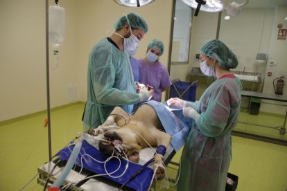 Más quejas por hedor en el hospital veterinario de la UdL en Torrelameu - MAGDALENA ALTISENT