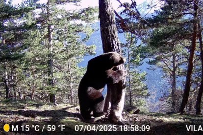 El oso Nere, de 28 años de edad, captado en abril por una cámara automática en Aran. - CGA
