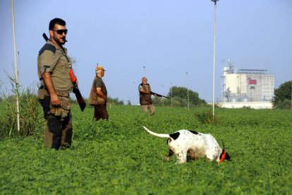 Cazadores y un perro en un campo de alfalfa en Sidamon, en agosto del pasado año. - FEDERACIÓ DE CAÇA DE LLEIDA