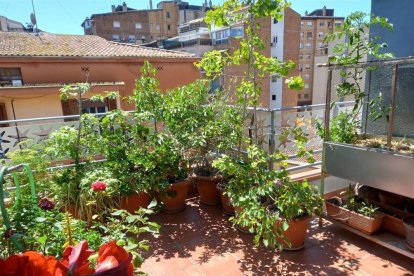 La terraza ‘reverdecida’ de uno de los participantes en la Red de Balcones Verdes. - AJUNTAMENT DE LLEIDA