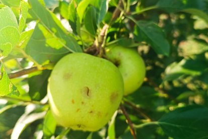 Poma golden malmesa per la pedregada al Segrià.