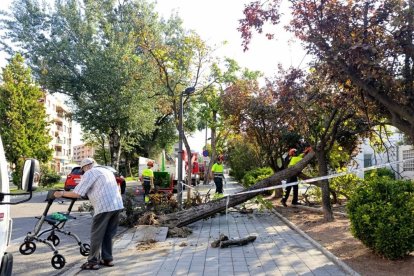 Els treballs per retirar l’arbre desplomat a Rosa Parks. - S.ESPÍN
