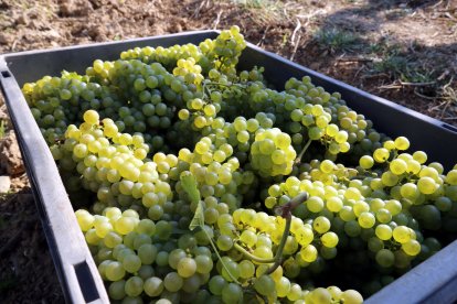 Uva en la bodega de Raimat en una imagen de archivo.
