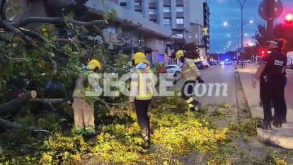 Cau un arbre de grans dimensions a Lleida