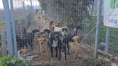 Imatges de la gossera Amigos de los Peludos