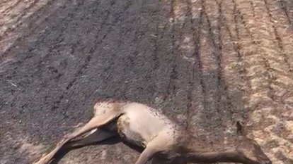 Un cabirol mort en l'incendi de Torrefeta i Florejacs.