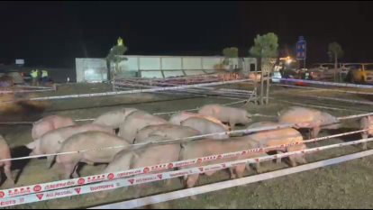 Porcs Almenar A-14 2