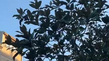 En vent, a Cervera, en aquests moments