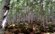 Un bosque en Vielha e Mijaran.