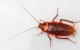 Cucaracha americana Es la plaga que aparecerá con más fuerza este verano. Proviene de la red de alcantarillado y puede aparecer tanto en viviendas como en edificios comerciales