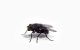 Una mosca.