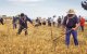 Reproducirán tareas como la siega con guadaña.