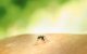 Un mosquito.