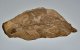 Fòssil de cocodril Montsecosuchus depereti