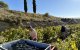 Veremant la varietat pirine a la finca de Torres al Pallars Jussà.