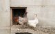 Gallines en un galliner.