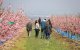Un grup de persones caminen per un camp d'arbres fruiters florits a Aitona.