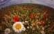 FLORS.