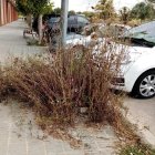 Ratas y malas hierbas en el barrio de la Bordeta de Lleida