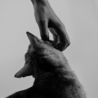 Una persona rascando a un gato.